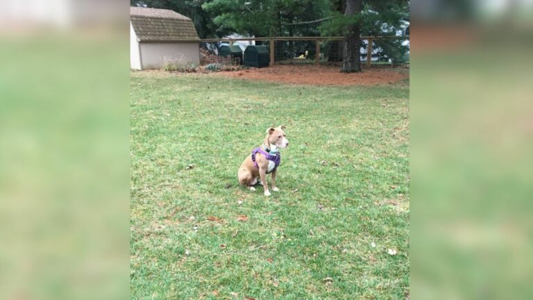 cute adopted dog