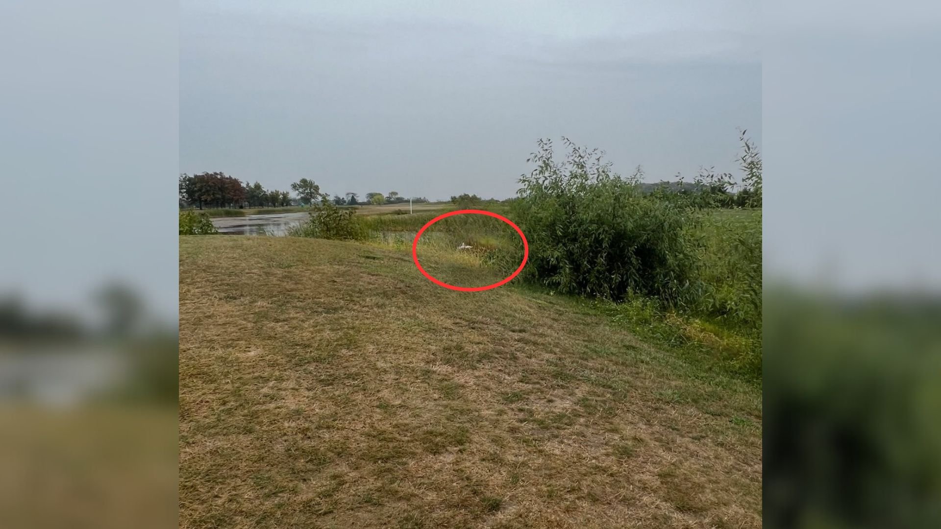 Michigan Rescuers Discover Two Abandoned Souls On A Golf Course And Change Their Fate