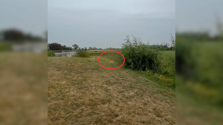 animal in golf course