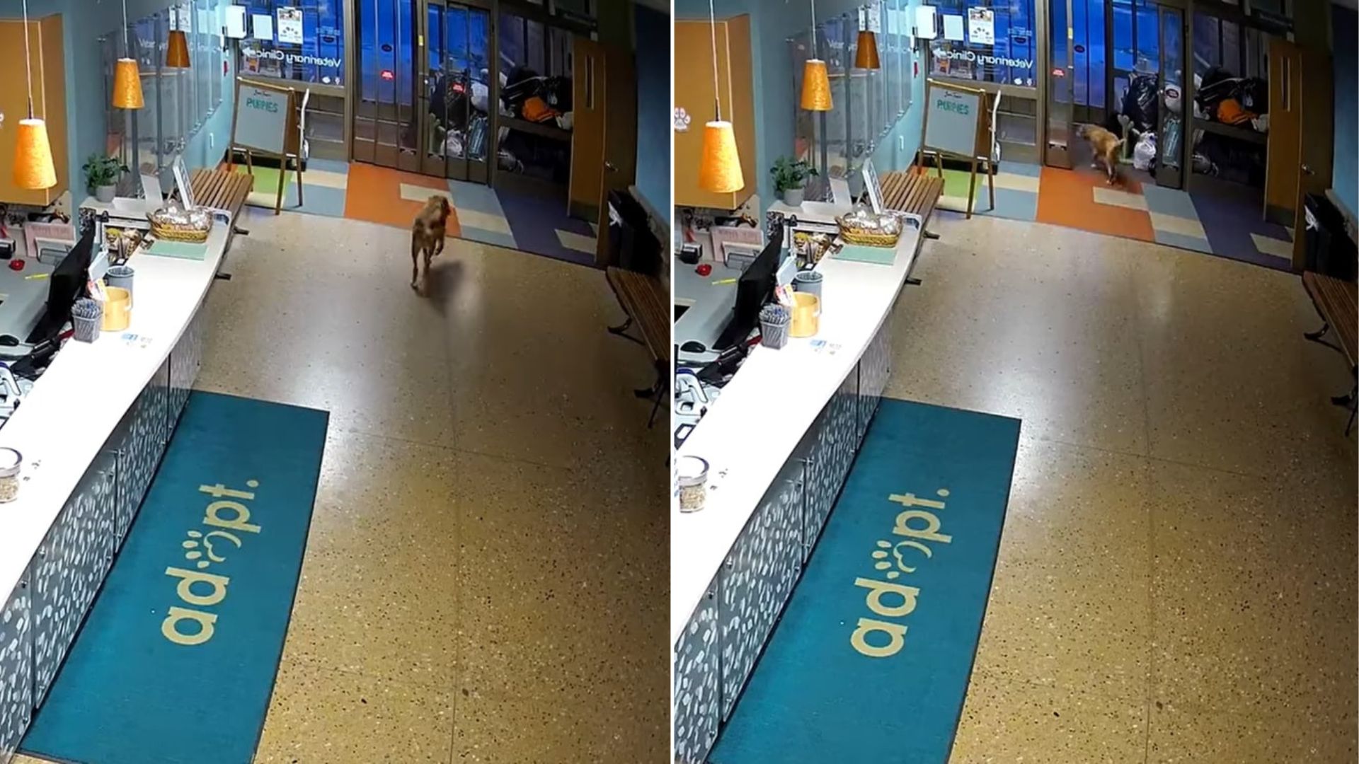 Michigan Shelter Dog Outsmarts Crate Locks And Vanishes Into The Night