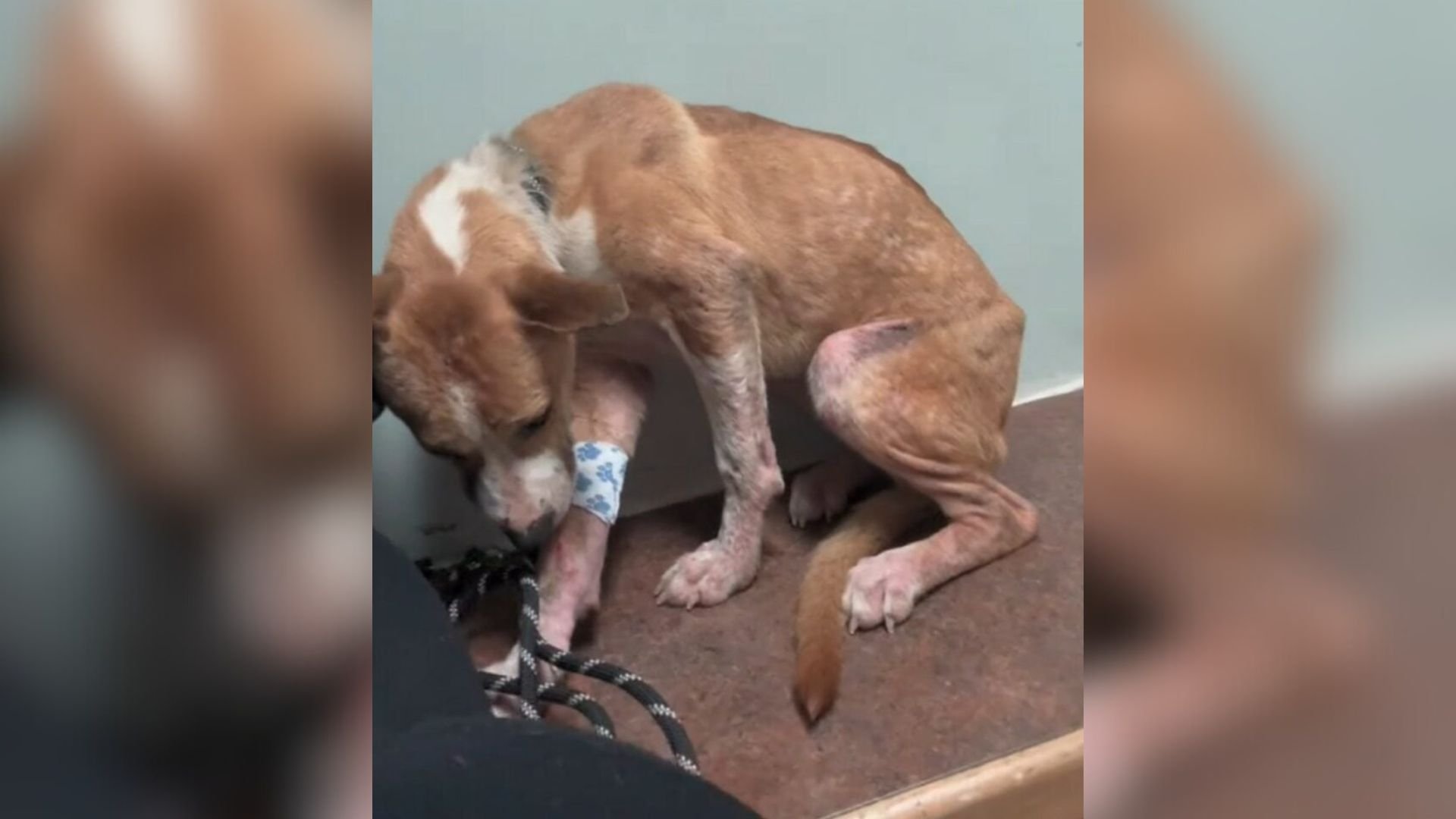 Michigan Shelter Spends Five Days Trying To Bring Siblings Back Together