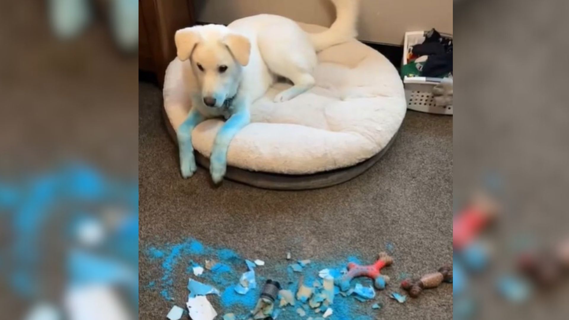 dog with blue paint on it