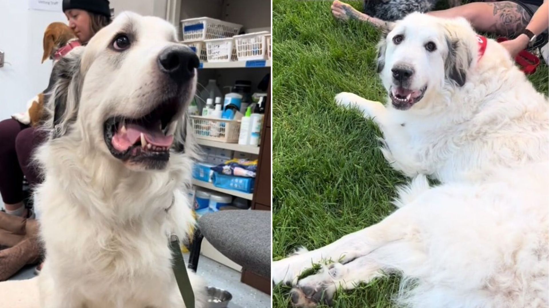 Minnesota Foster Dog Ignored At Adoption Event For The Saddest Reason