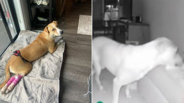 dog on camera