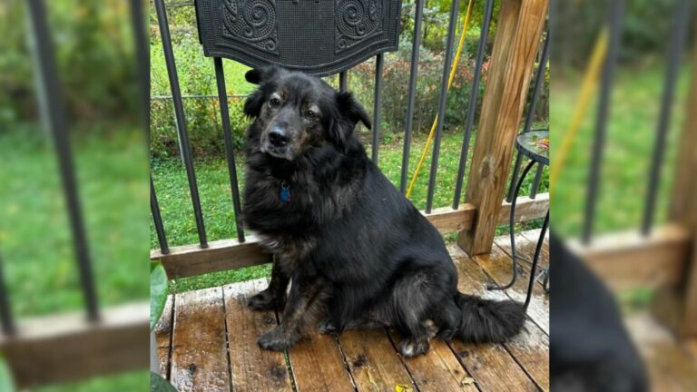 lost dog