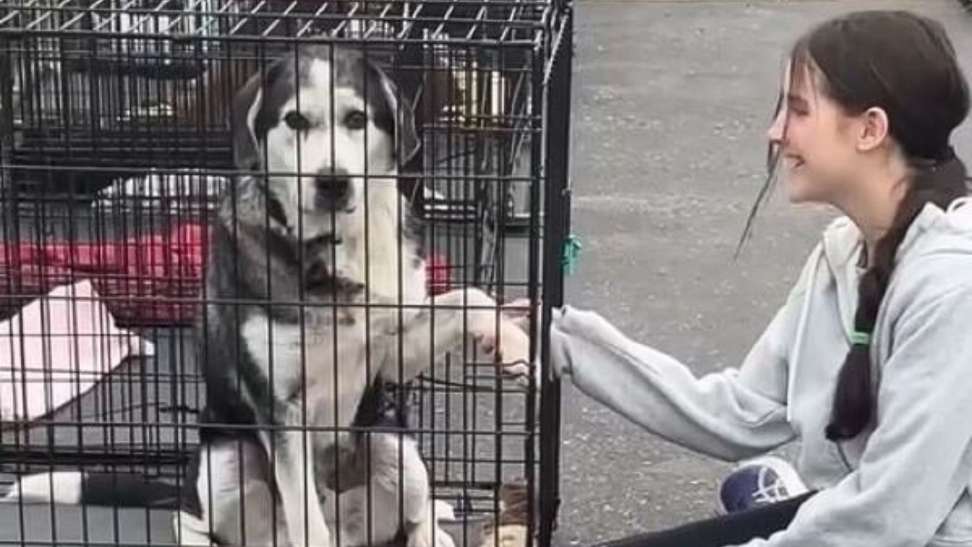 Minnesota Woman Hesitant To Adopt Is Moved By Her Daughter’s Connection With Senior Dog