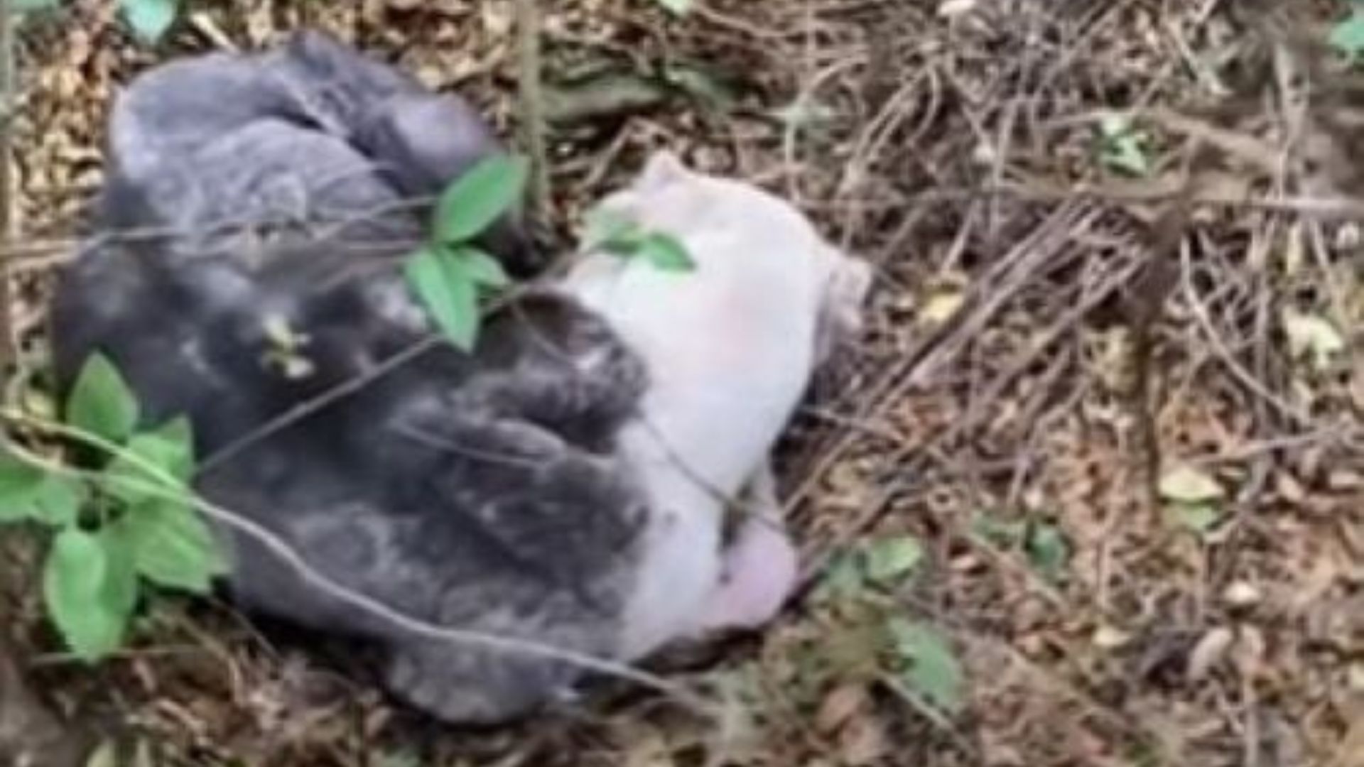 Mississippi Dog Found Curled Up In The Woods Wasn’t Aggressive, She Was Barely Surviving