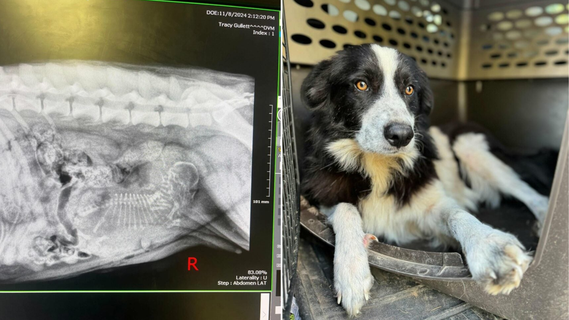Mississippi Dog’s Rescue Story Starts With Heartbreak And Ends With A Jaw-Dropping Twist