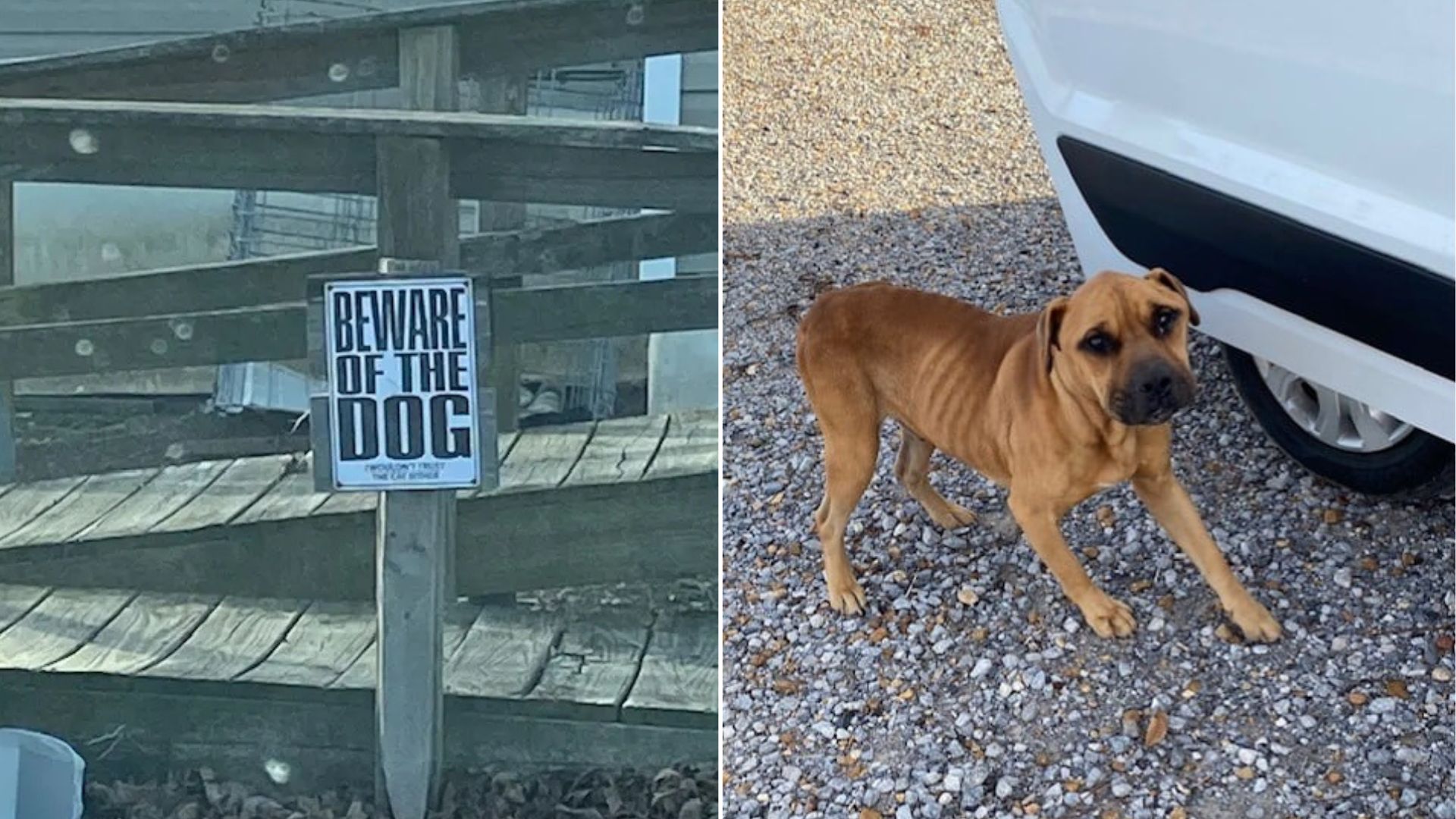 Mississippi Neighbor Discovers Loyal Dog Abandoned In Empty Yard With Tear-Stained Face