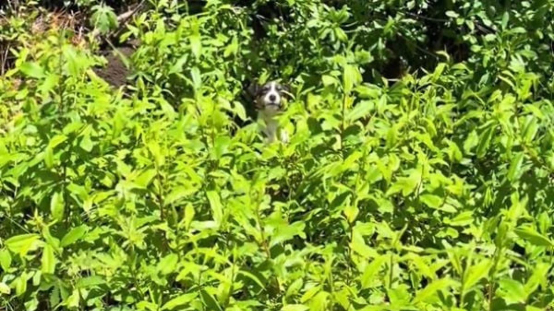 Mississippi Woman Notices A Furry Shape In The Grass And Uncovers A Surprising Secret