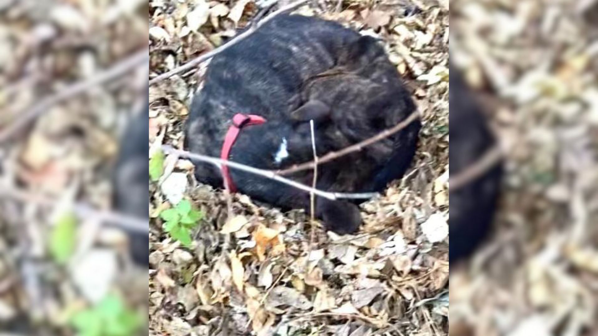 dog lying in leaves