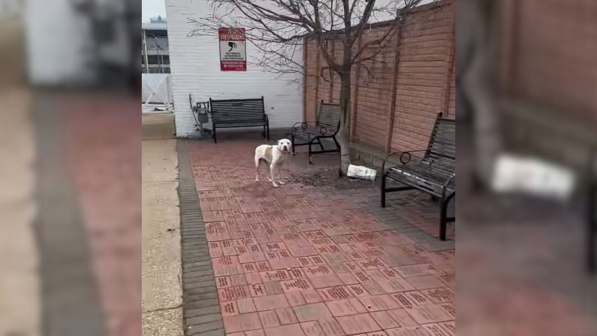 tied dog