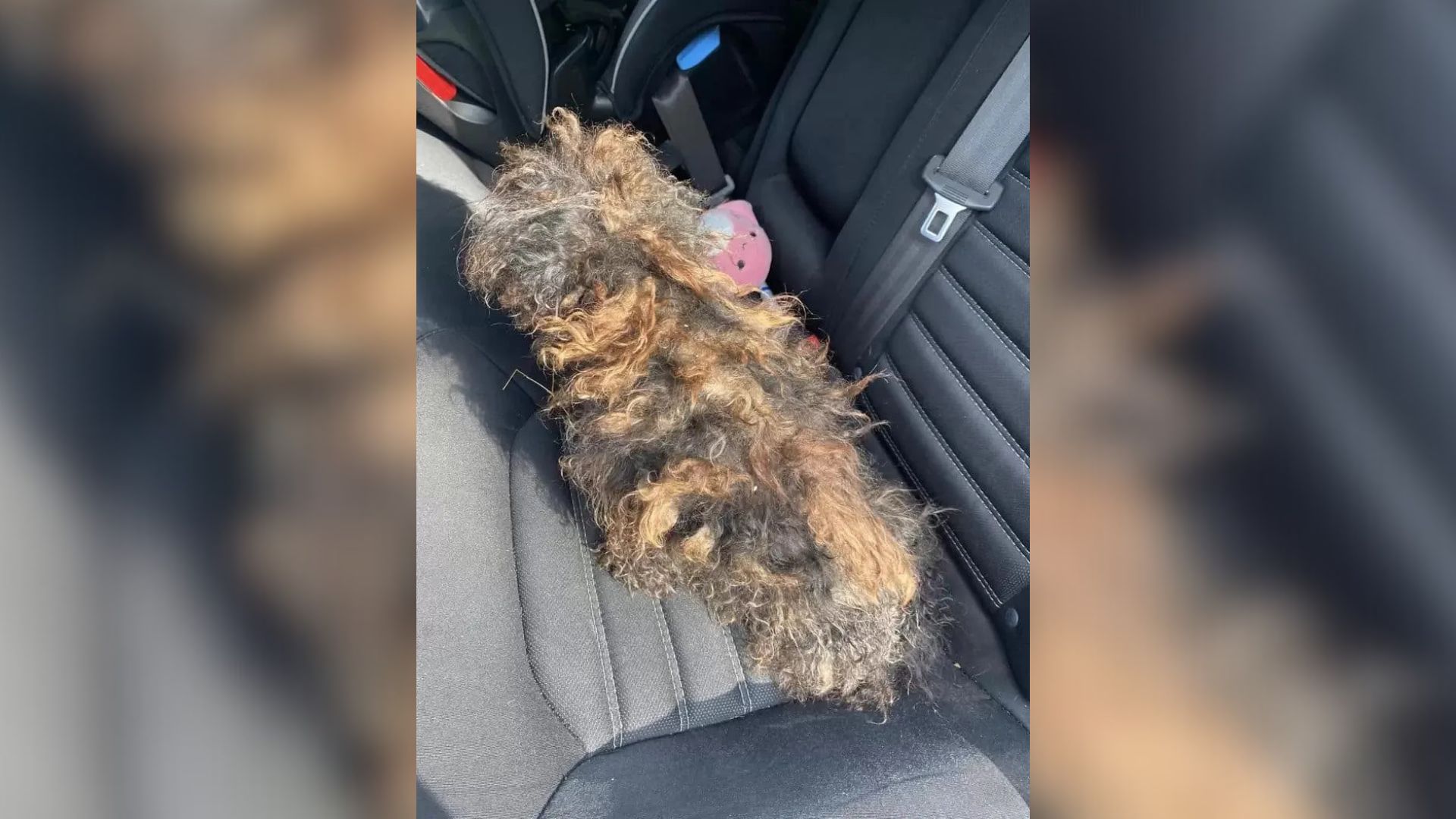 Missouri Driver Notices Wig-Like Object On Road And Is Shocked By What It Really Is