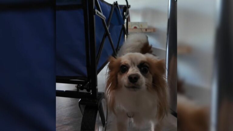 adorable tiny dog