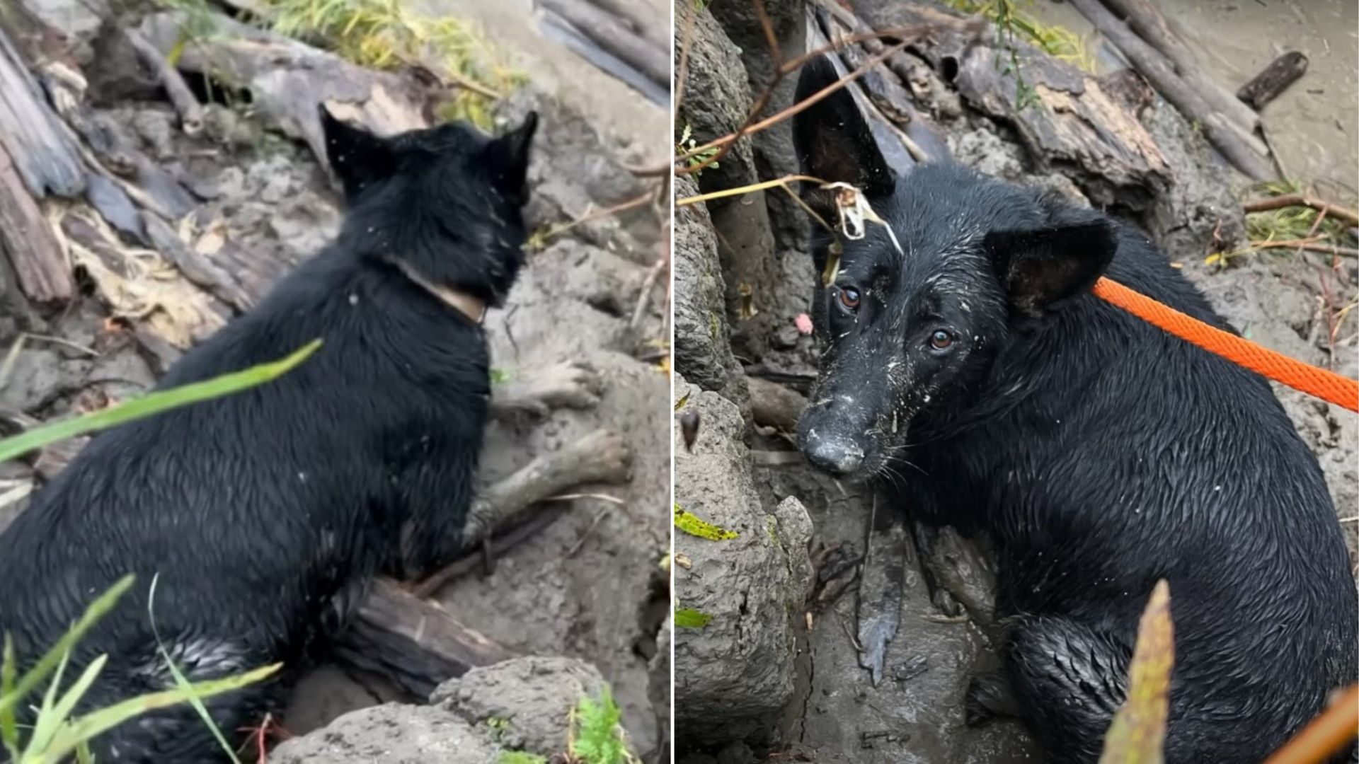 Pregnant black dog