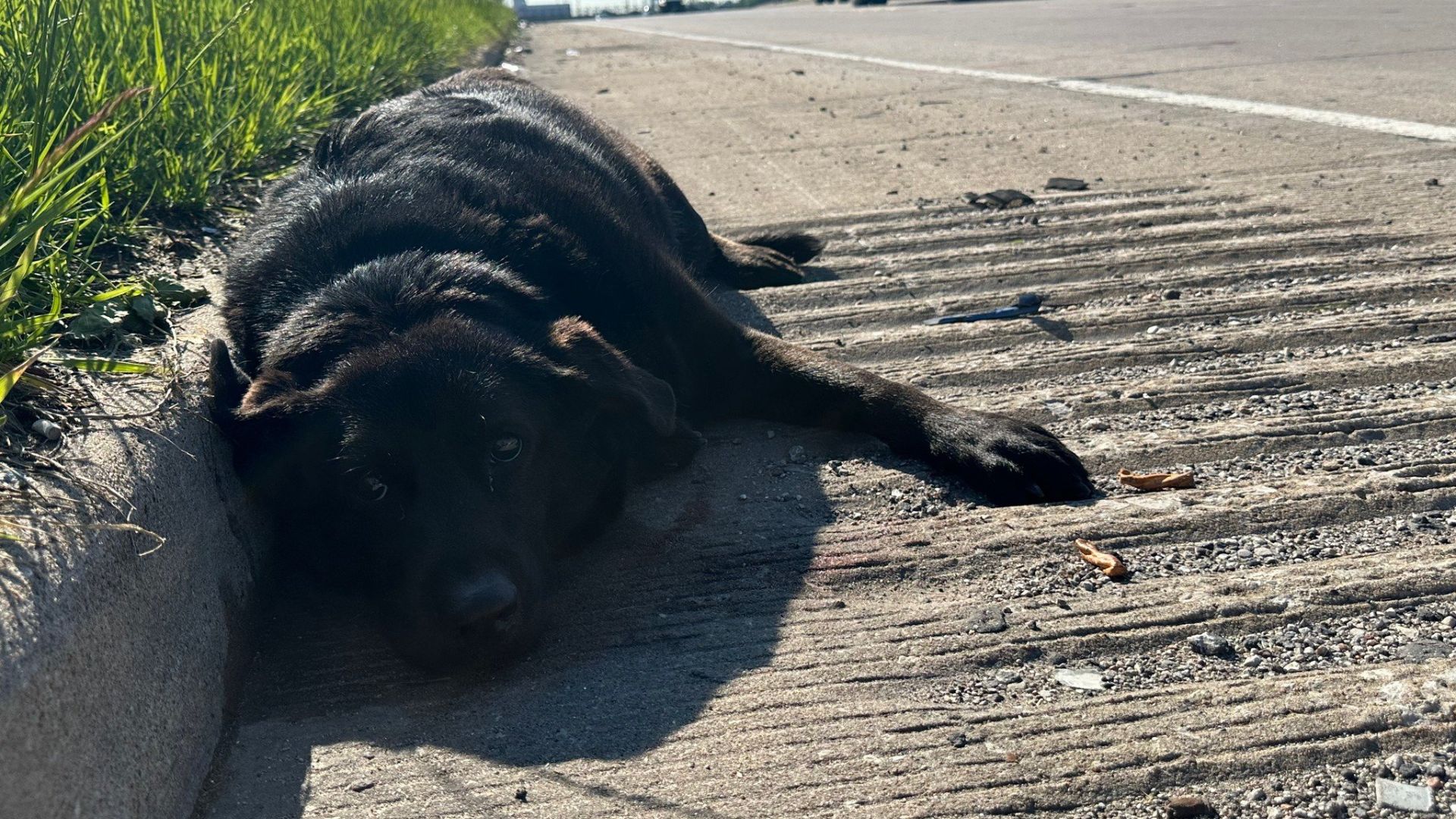 Missouri Pittie Stays Beside Her Wounded Sister On Busy Highway Until Help Arrives