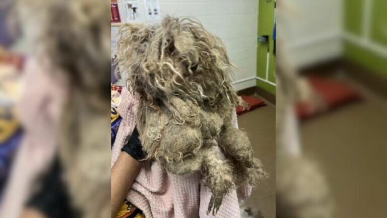 matted dog