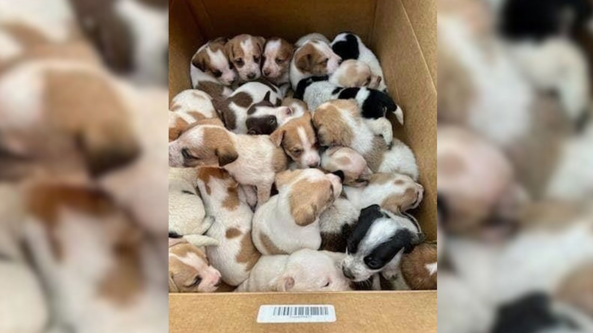 abandoned puppies