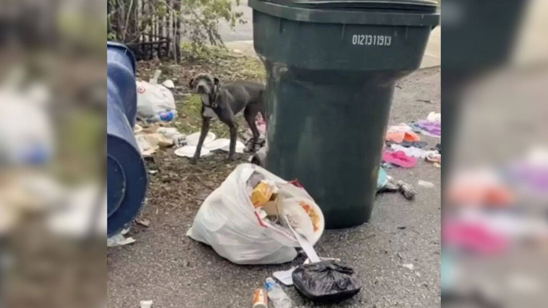 rescue dog