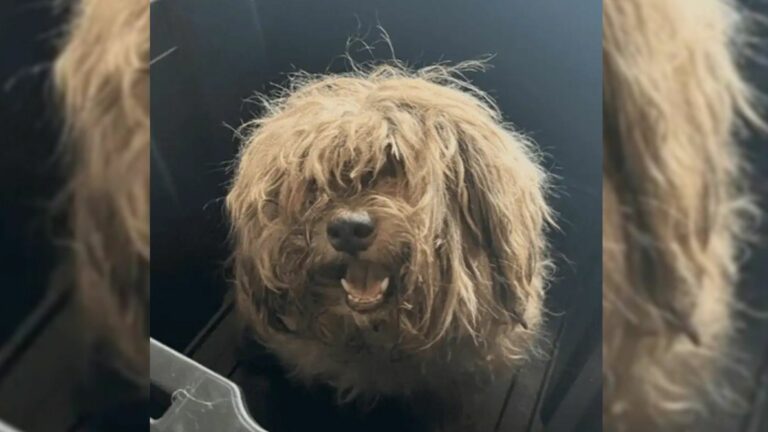 matted dog
