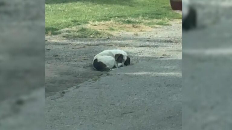 Stray dog