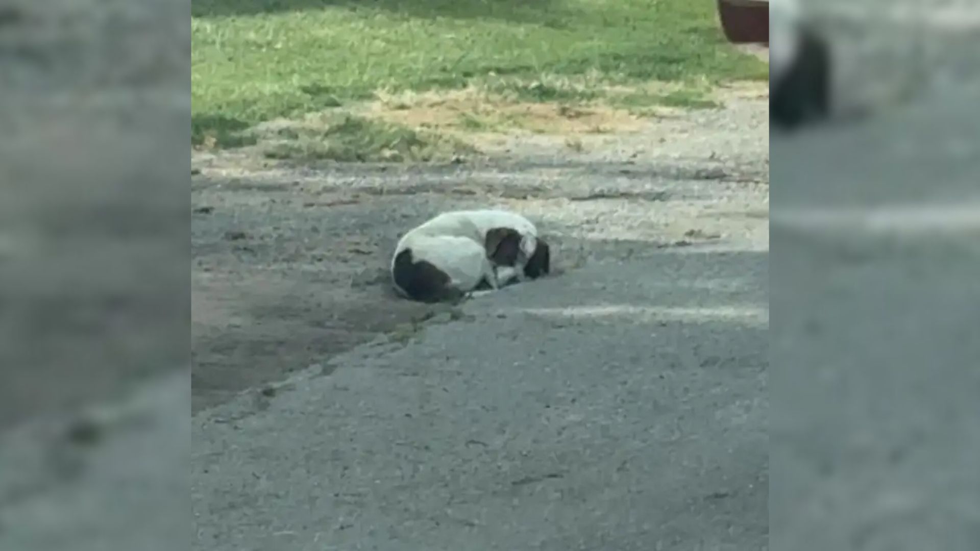 Missouri Stray Dog Curled Up In An Alley Reveals A Heartbreaking Secret Beneath The Leaves