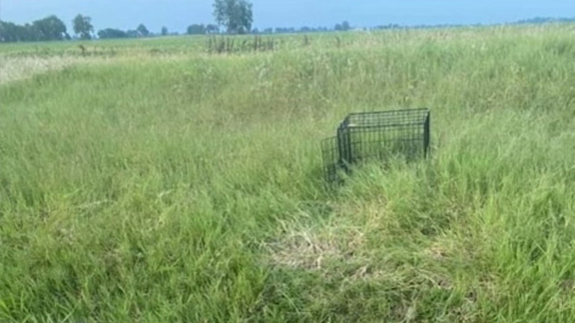 Missouri Woman Sees A Crate In A Field And Finds A Dog Barely Holding On
