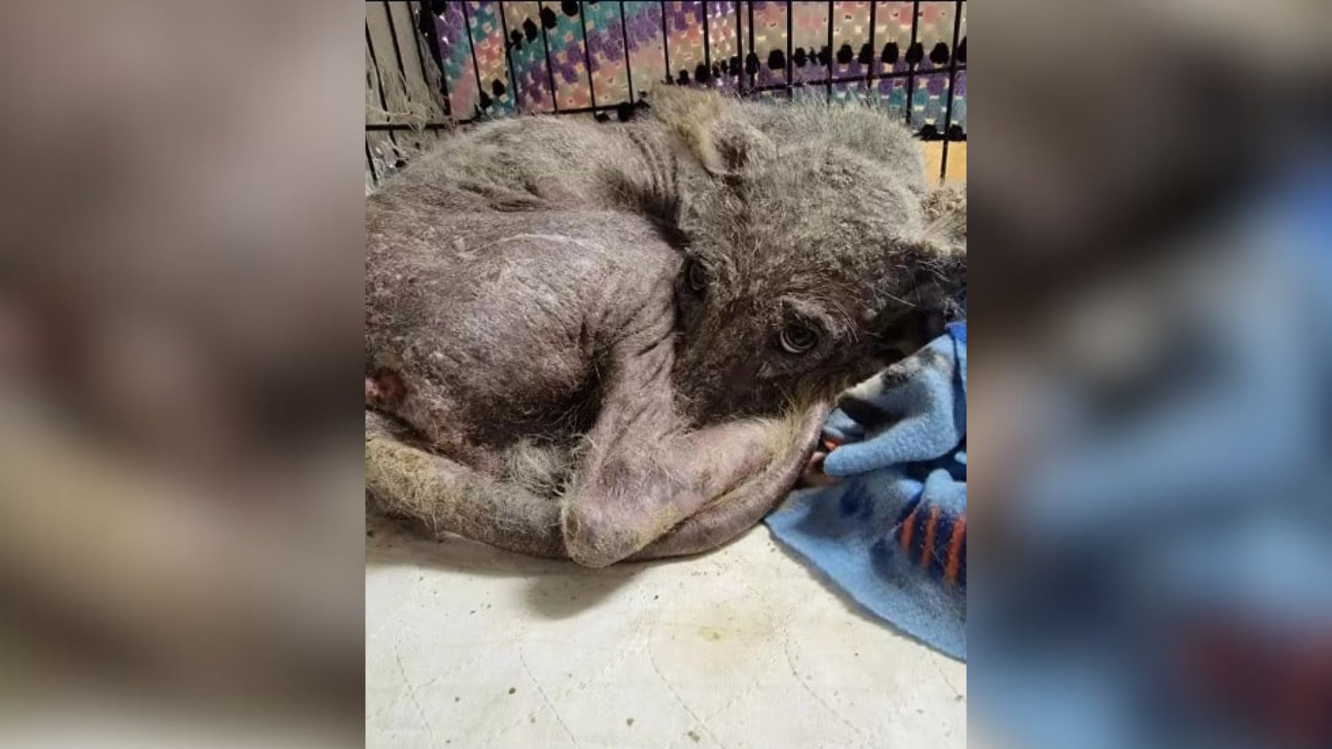 Mysterious Creature Found In Pennsylvania Escapes Just Before A DNA Test Uncovers Its Identity