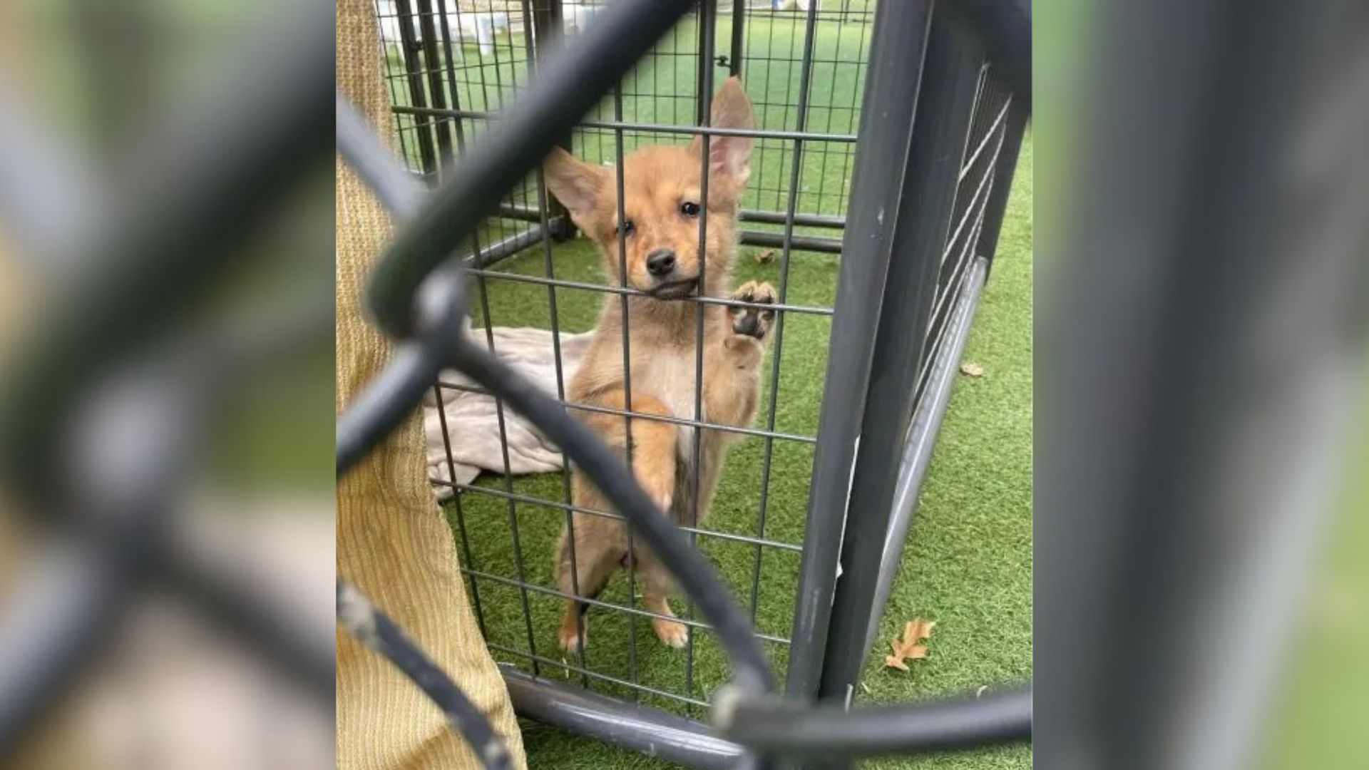 Mystery Animal Found By Texas Police Leaves Internet Guessing Until DNA Test Solves The Puzzle