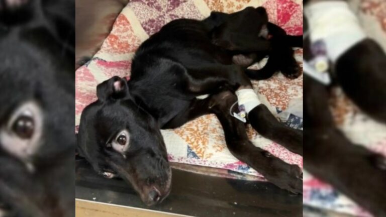 dumped dog