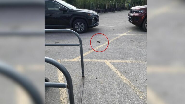 kitten in parking lot