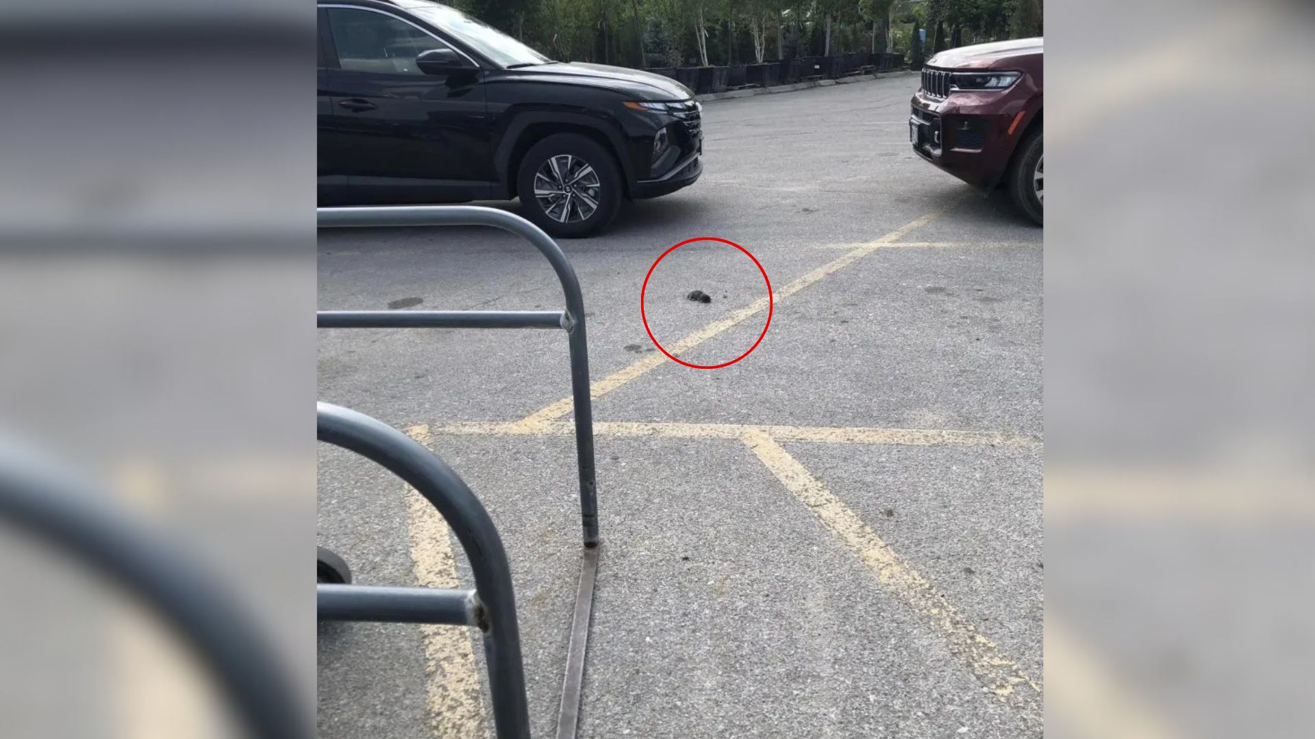 Nebraska Woman Finds Something Mysterious In A Parking Lot And Discovers It’s Alive