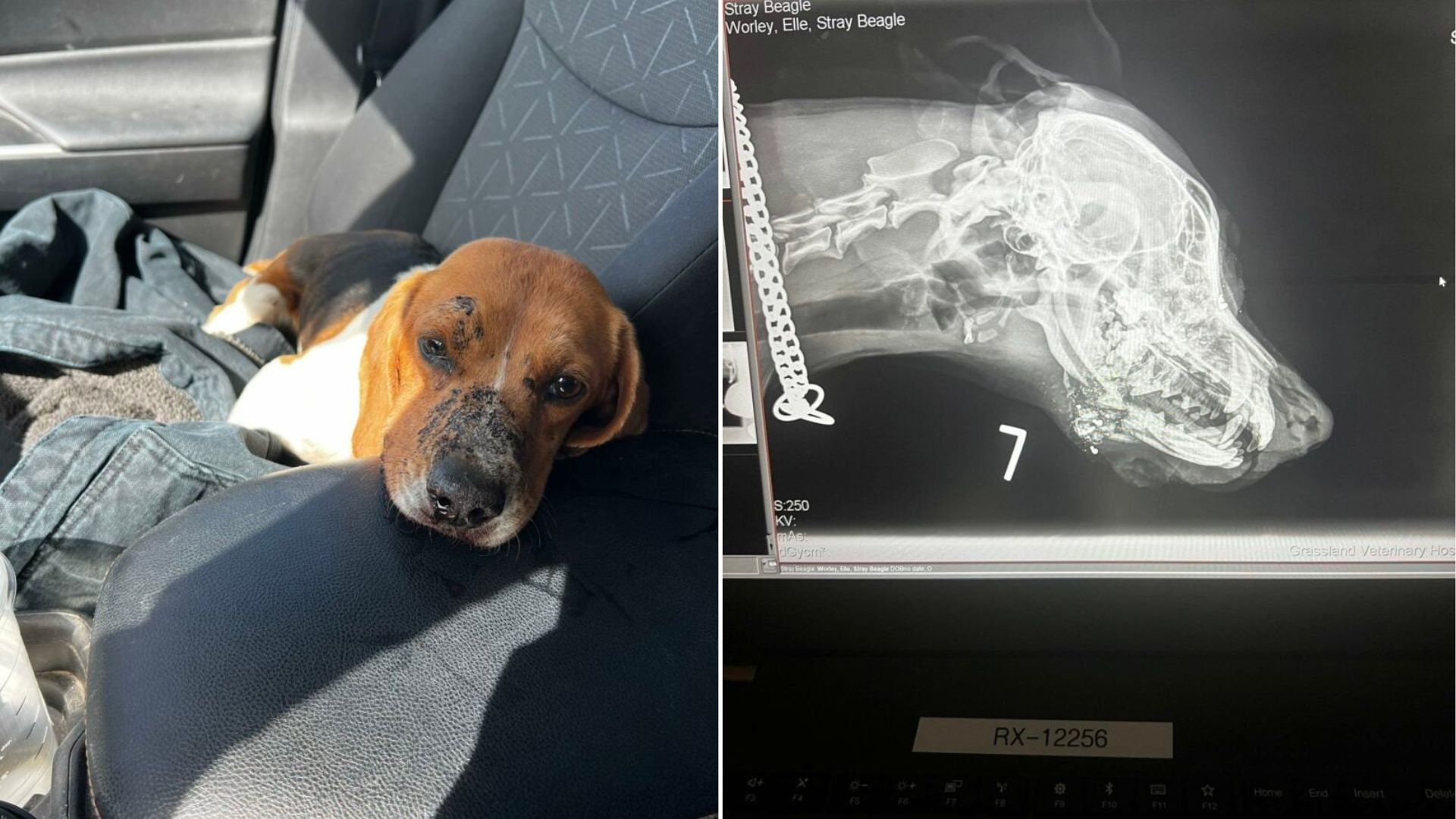 injured beagle