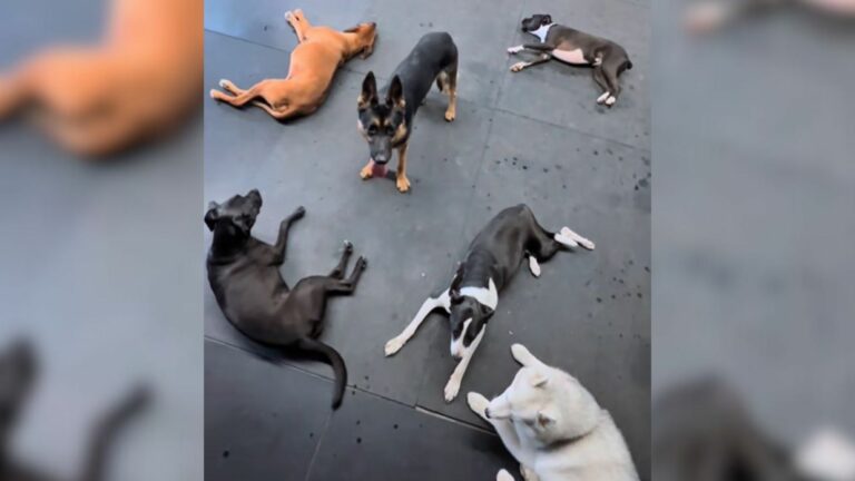 dogs in daycare