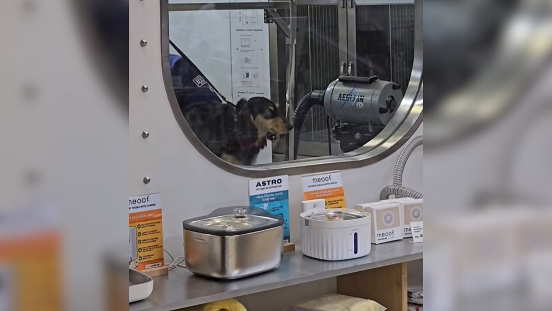 New Hampshire Dog Spots His Mom At The Groomers And His Reaction Says It All