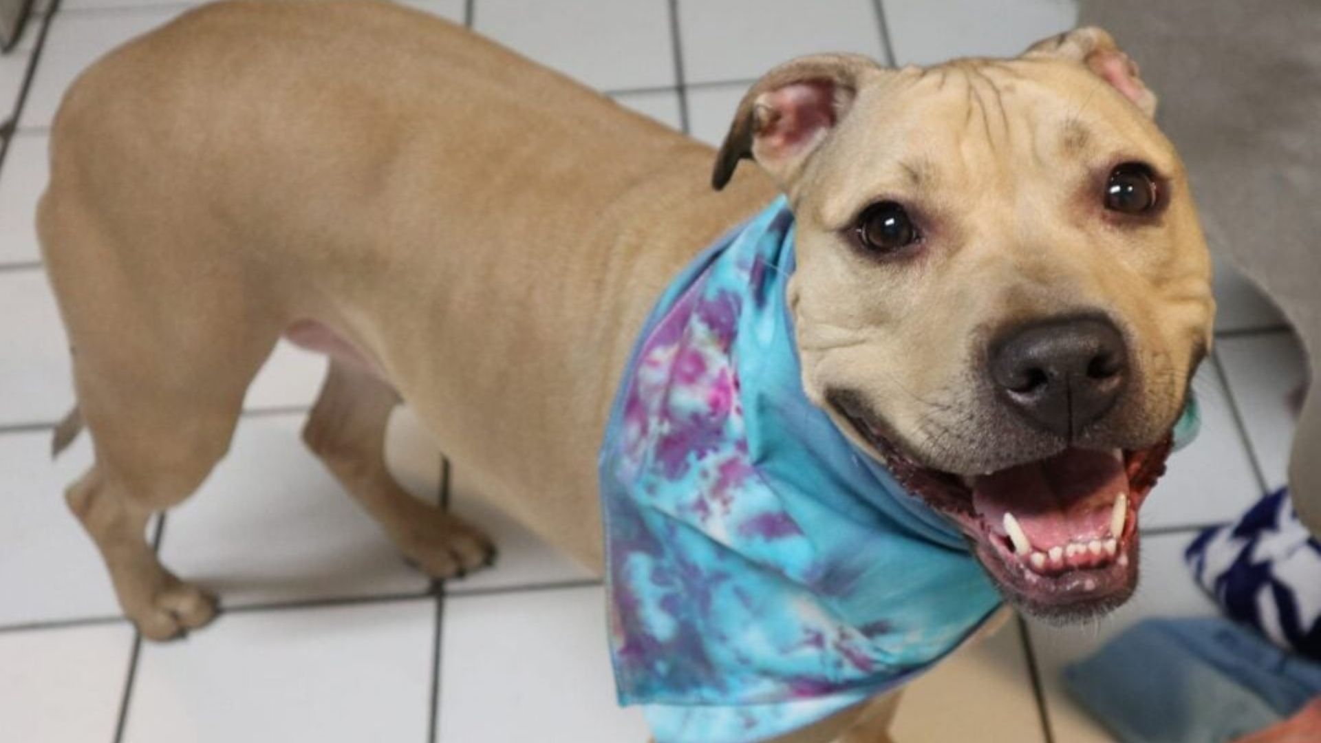 New Jersey Dog Returned To Shelter After Years Finds Unexpected Path To The Family She Was Meant For