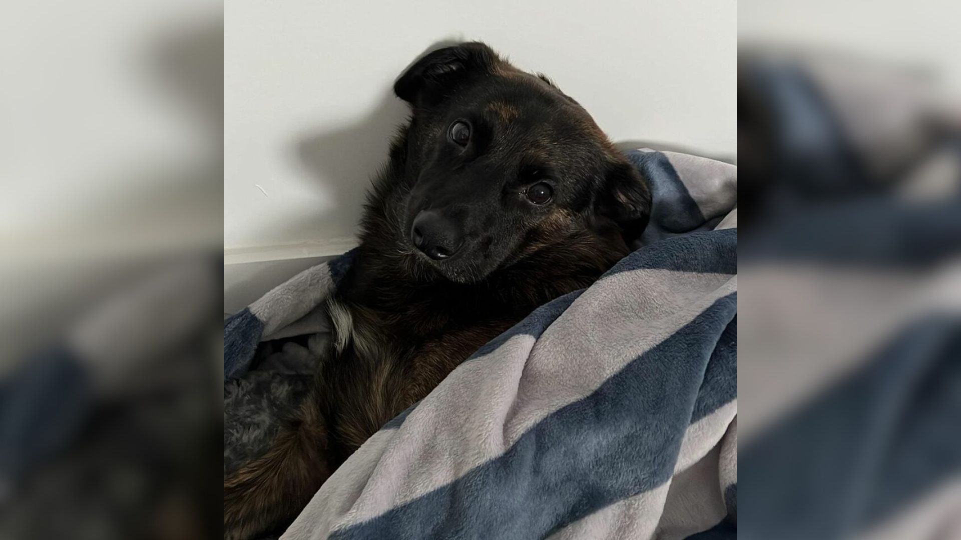 sleepy dog