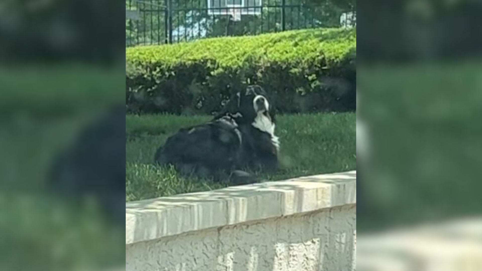 New Jersey Pup Tries To Run Away But Ends Up Making Everyone Laugh