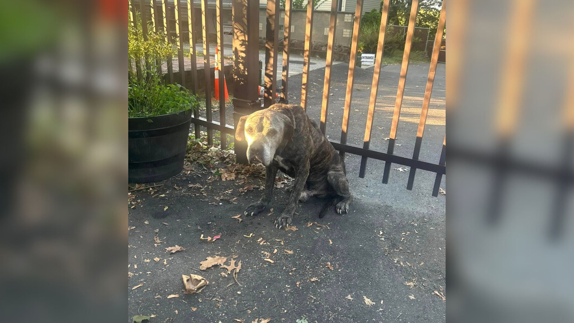 dog tied to fence