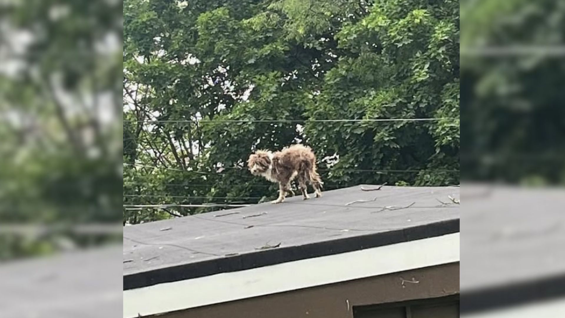 New Jersey’s Furry Figure On The Roof Caught A Local’s Eye, And The Reveal Was Unexpected