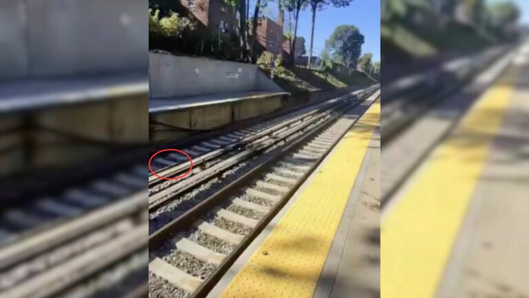 animal on train tracks