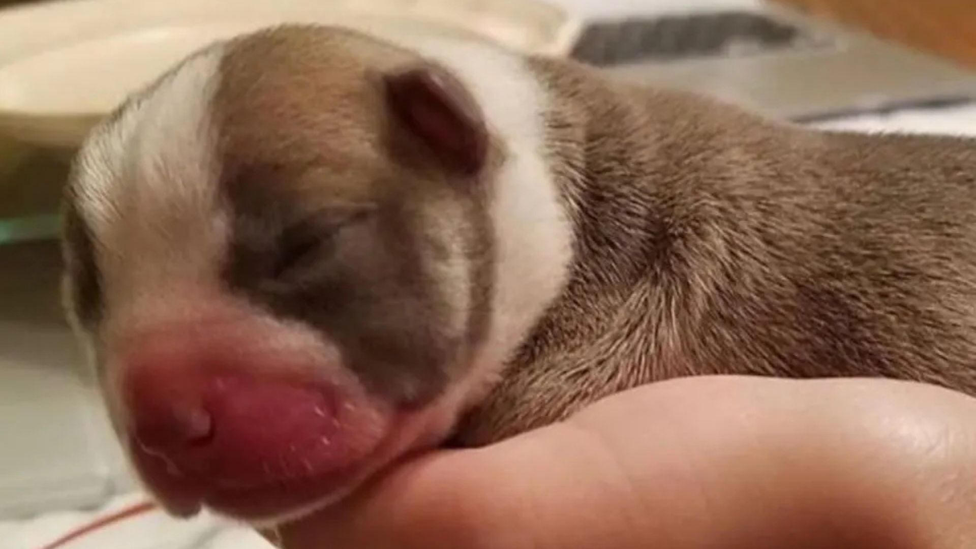 New York Couple Rescues Newborn Pup Who Later Heals A Family’s Deepest Wounds