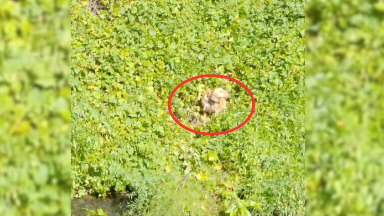 dog in Reservoir