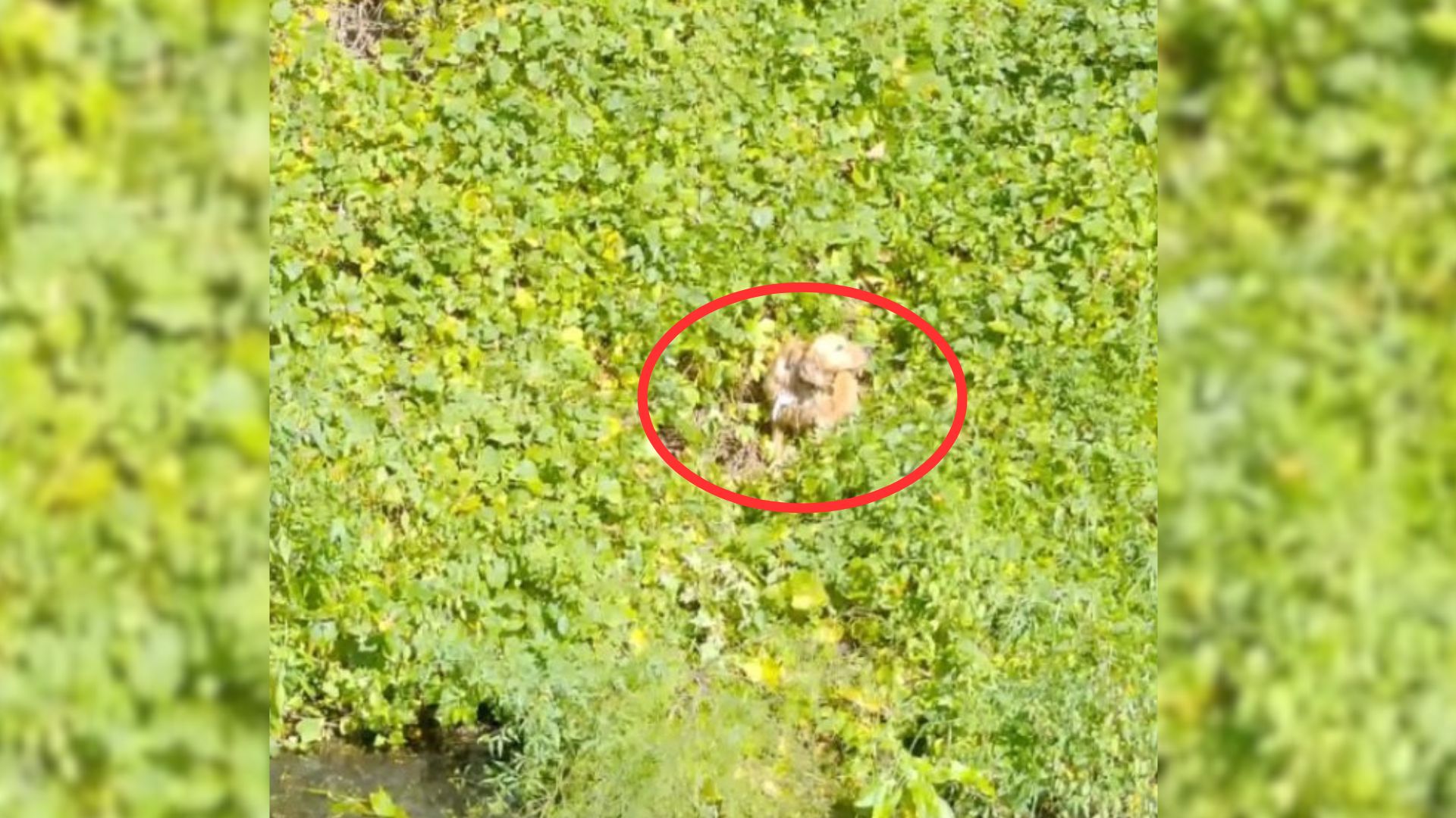 New York Firefighters Race To Save Dog After She Jumps From Moving Car Into Reservoir
