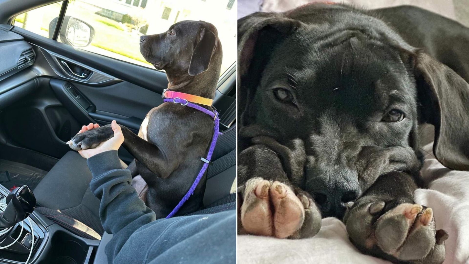 New York Foster Mom Learns Her Rescue Dog Has A Heart-Melting Habit