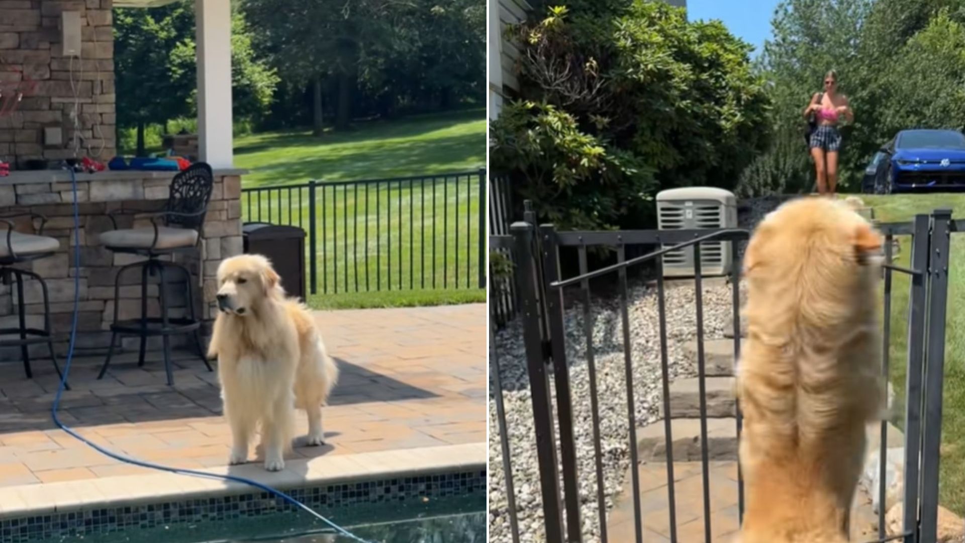 New York Golden Retriever’s Reaction To Seeing His BFF Will Make Your Day