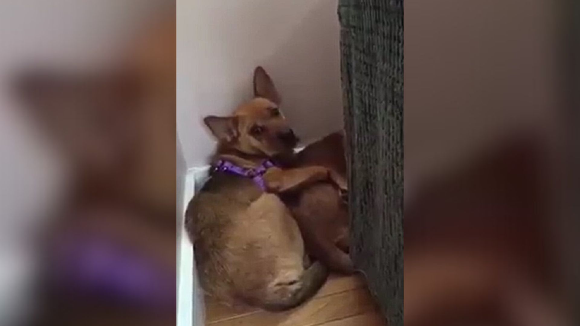 New York Group Saves Terrified Dogs Found Hiding In Forest, Hoping For A Second Chance