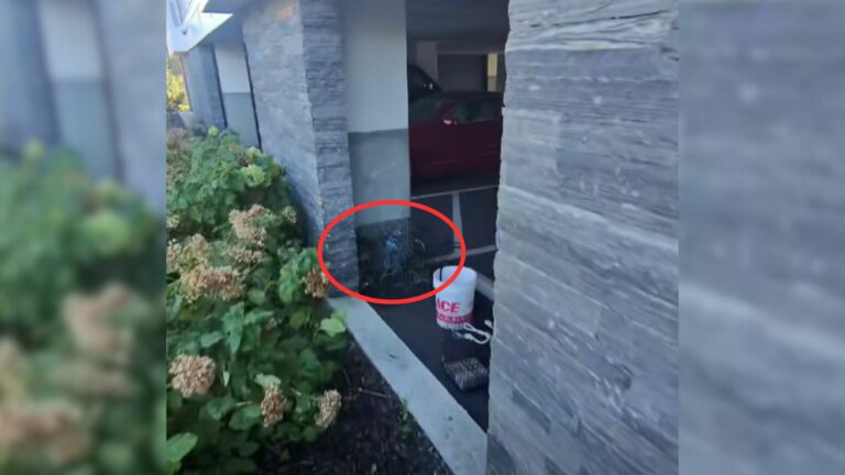 raccoon in trap