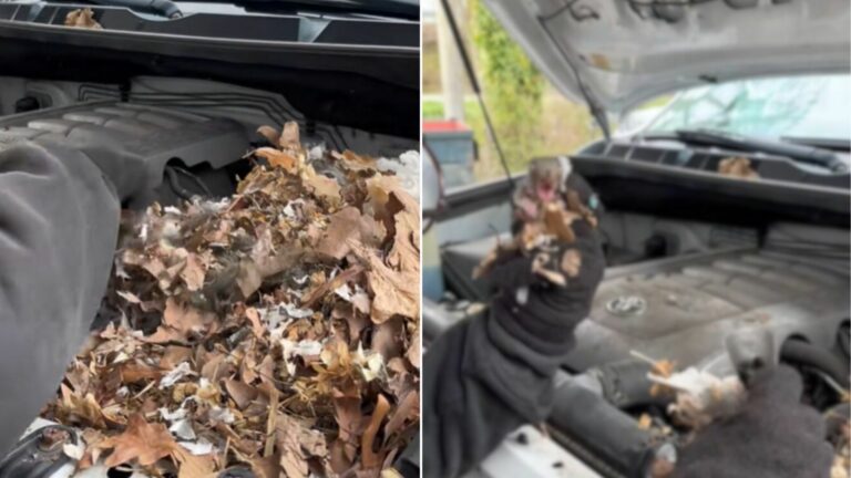 baby squirrels under a car hood