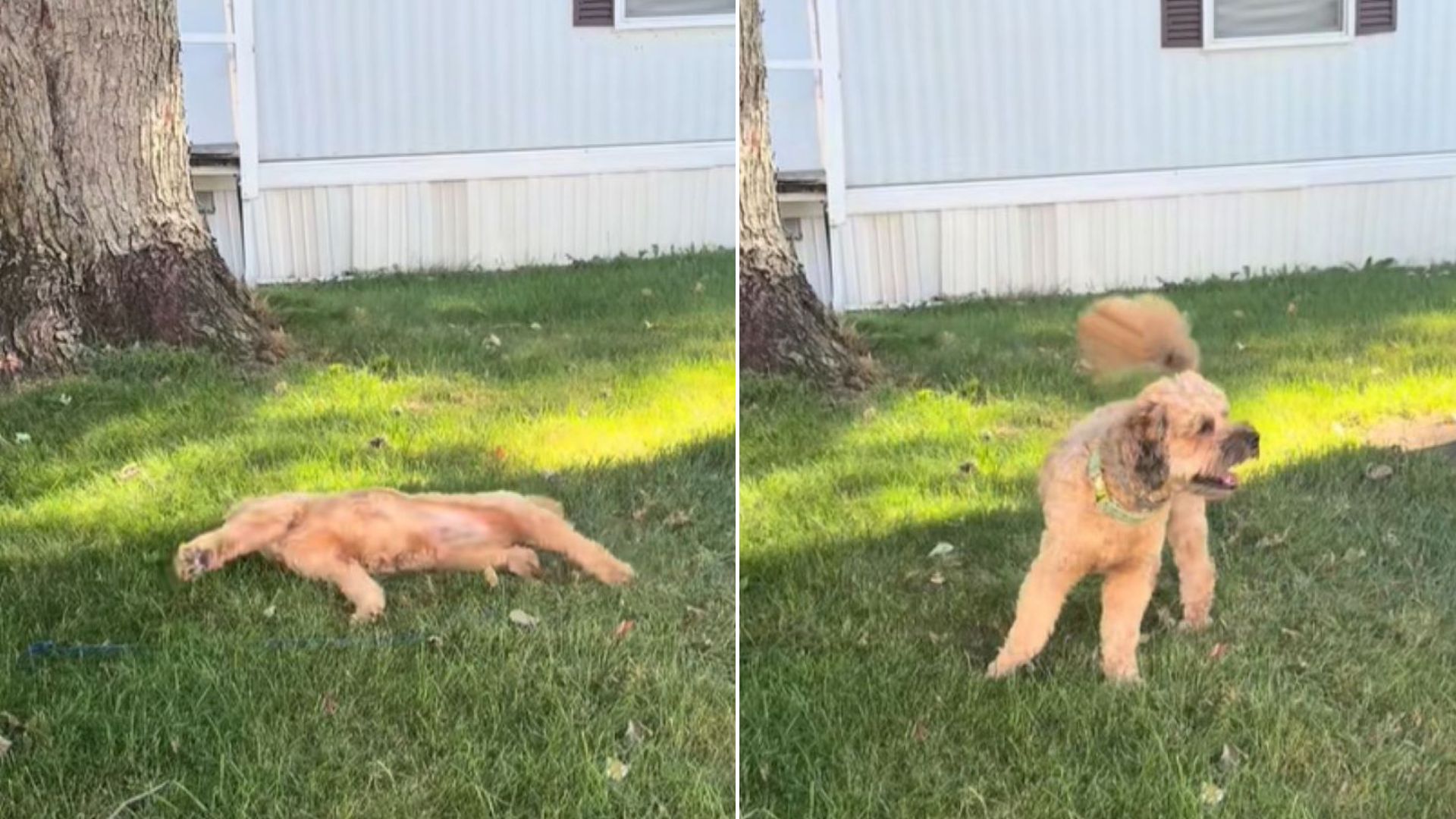 New York Owner Was Just Filming Her Dog Rolling In Grass Only To Notice Something Shocking About His Leash